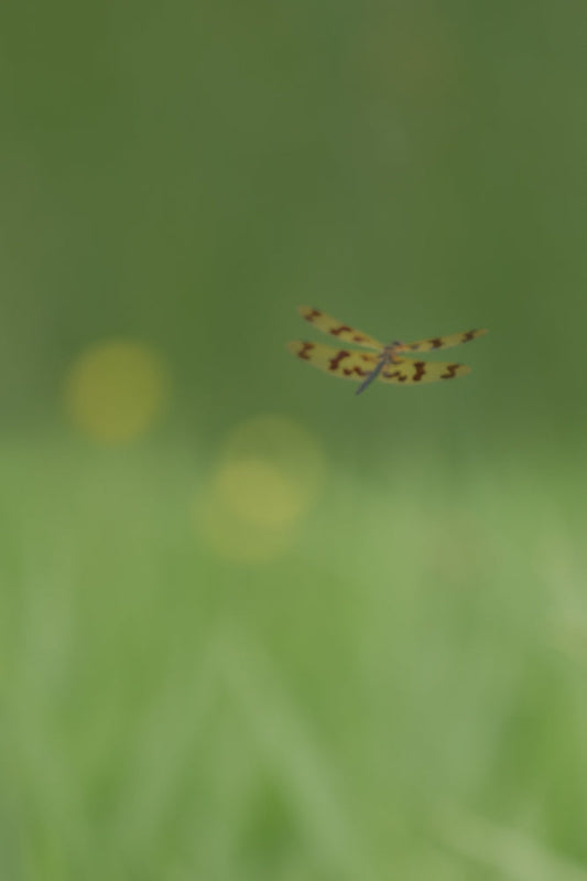 A dragonfly with yellow wings spotted with brown hovers in the air against a soft green, out-of-focus background.