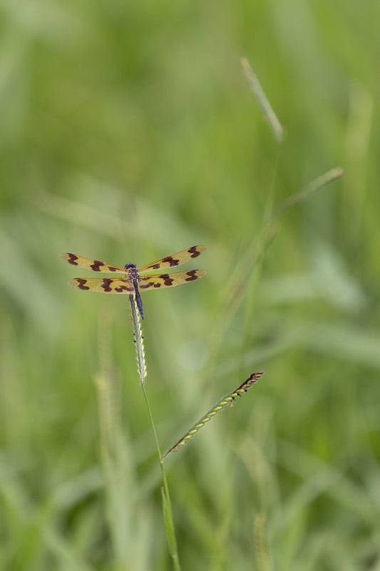 A Halloween Pennant dragonfly with yellow and brown patterned wings rests on a blade of grass. The background is a soft blur of green foliage.