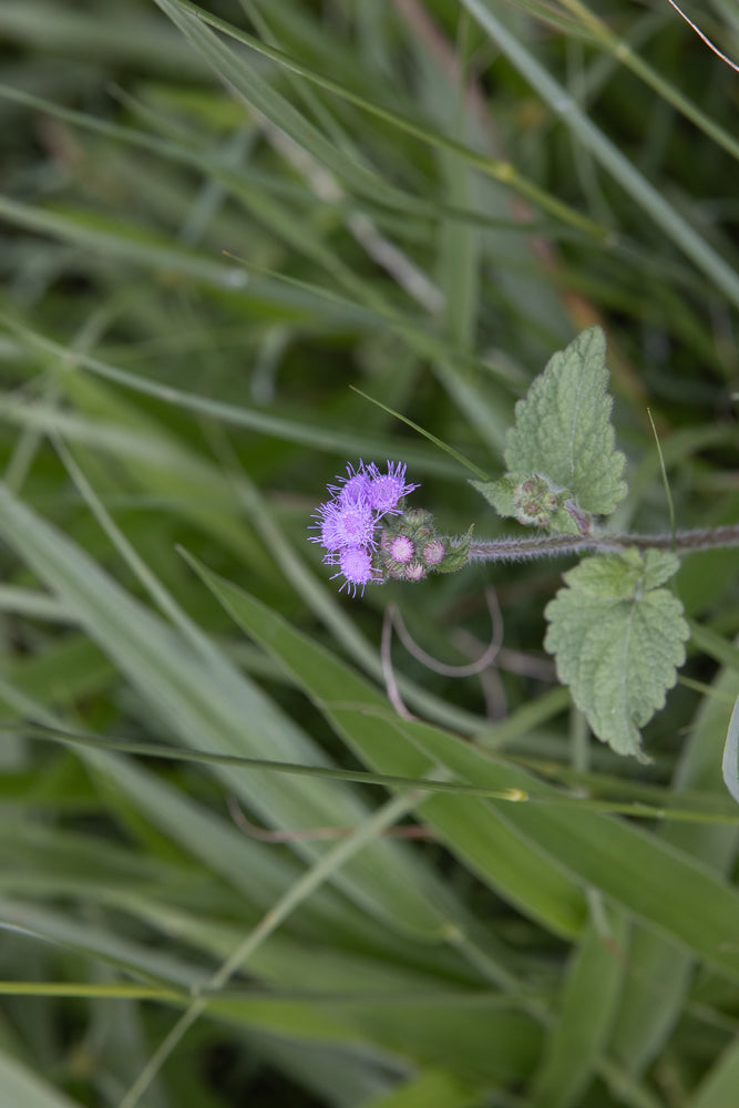 A close-up shot of a small cluster of purple flowers with thin petals, surrounded by green grass.