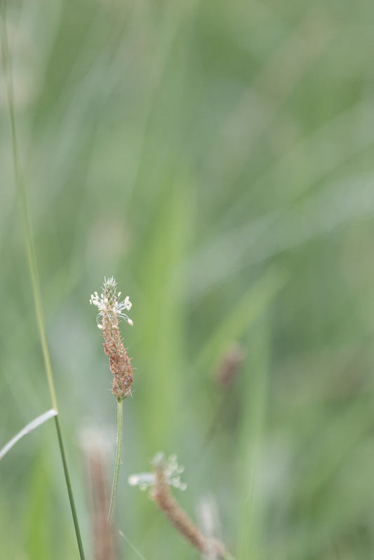 A close-up of a plantain seed head with a soft green, blurred background. The seed head is brown and textured with small white flowers at the very top.