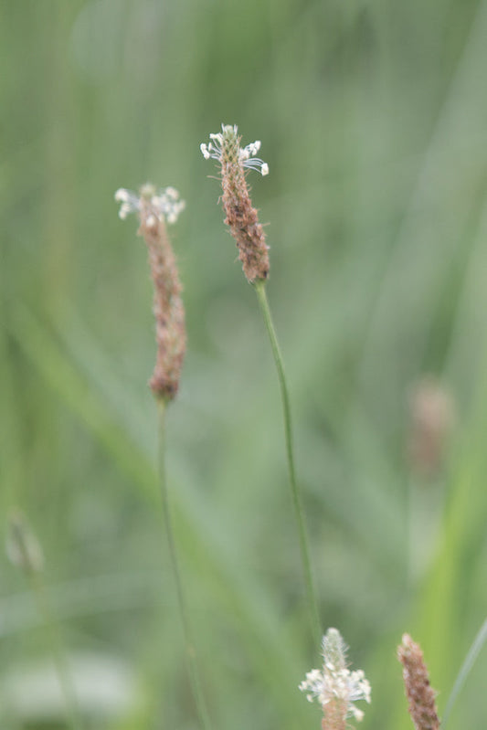 A close-up of a plantain seed head with a soft green, blurred background. The seed head is brown and textured with small white flowers at the very top.