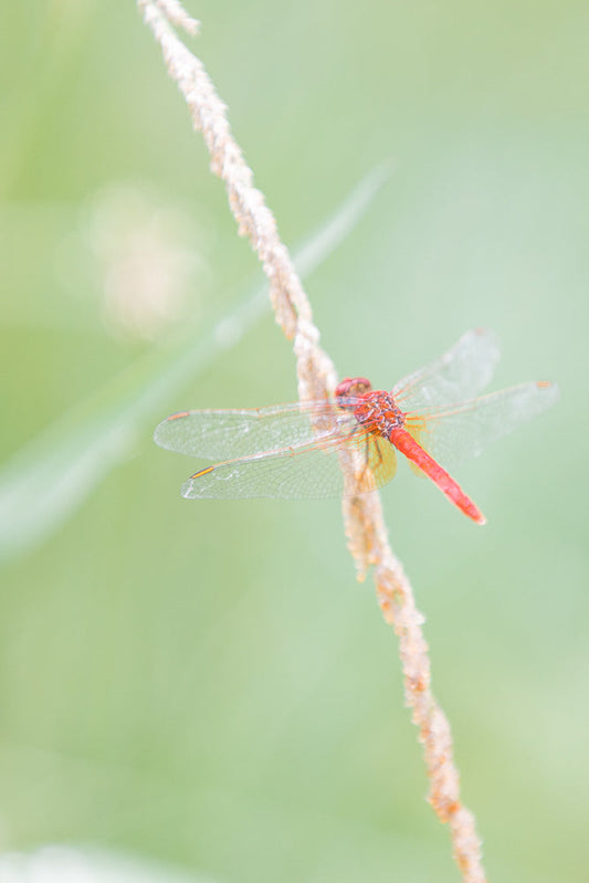 A red dragonfly with transparent wings rests on a thin, fuzzy stalk of grass against a soft green, blurred background.