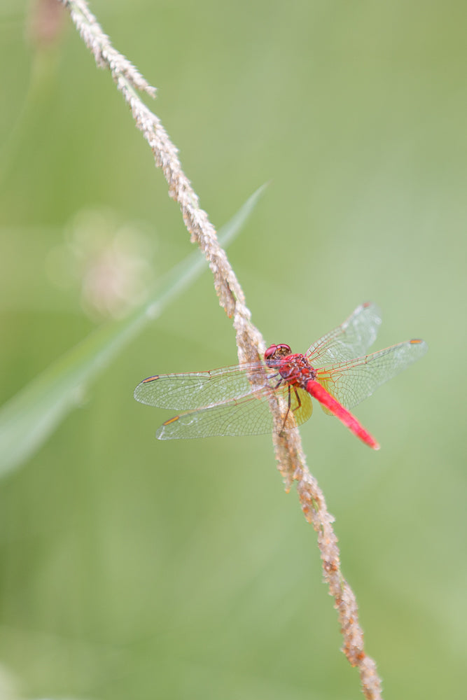 A red dragonfly with transparent wings rests on a thin, fuzzy stalk of grass against a soft green background.