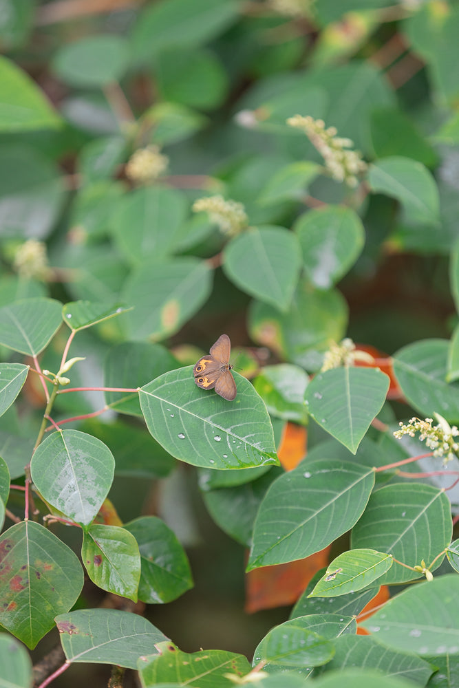 A brown butterfly with orange eye-spots rests on a large green leaf, which has several water droplets on it. The background is filled with more green leaves and some blurred orange foliage.