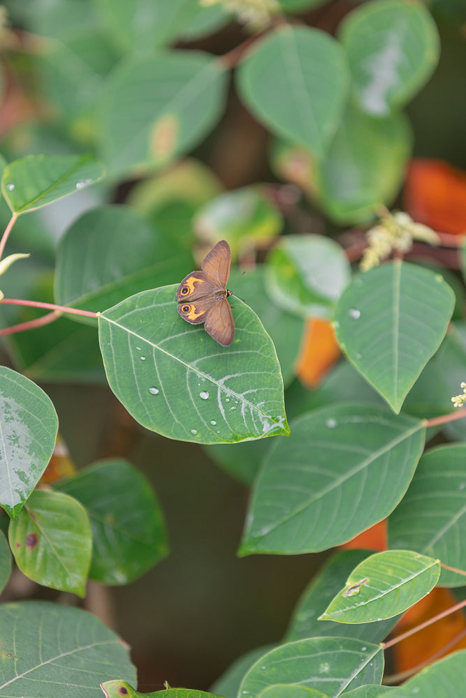 A brown butterfly with orange eye spots rests on a green leaf dotted with water droplets. The background is a soft blur of green and orange foliage.