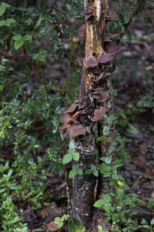 A cluster of brown, ear-shaped mushrooms grows on a decaying tree trunk, surrounded by lush green foliage in a forest setting.