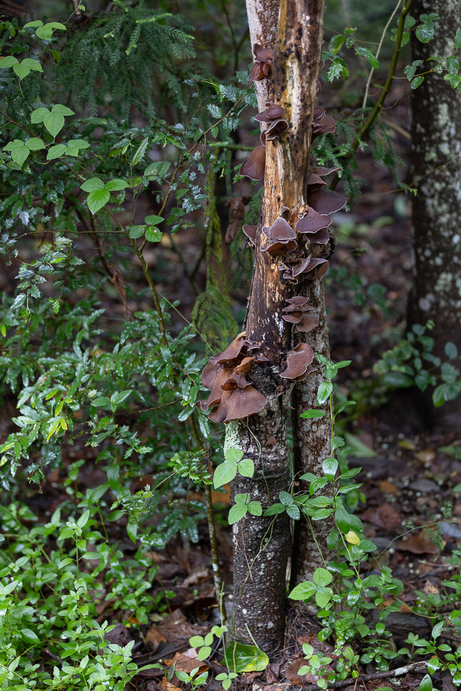 A cluster of brown, ear-shaped mushrooms grows on a dead, vertical tree trunk in a forest setting. Lush green foliage surrounds the trunk, with some leaves appearing wet.