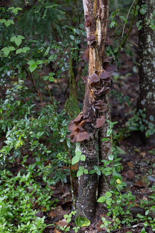A cluster of brown, ear-shaped mushrooms grows on a dead, vertical tree trunk in a forest setting. Lush green foliage surrounds the trunk, with some leaves appearing wet.