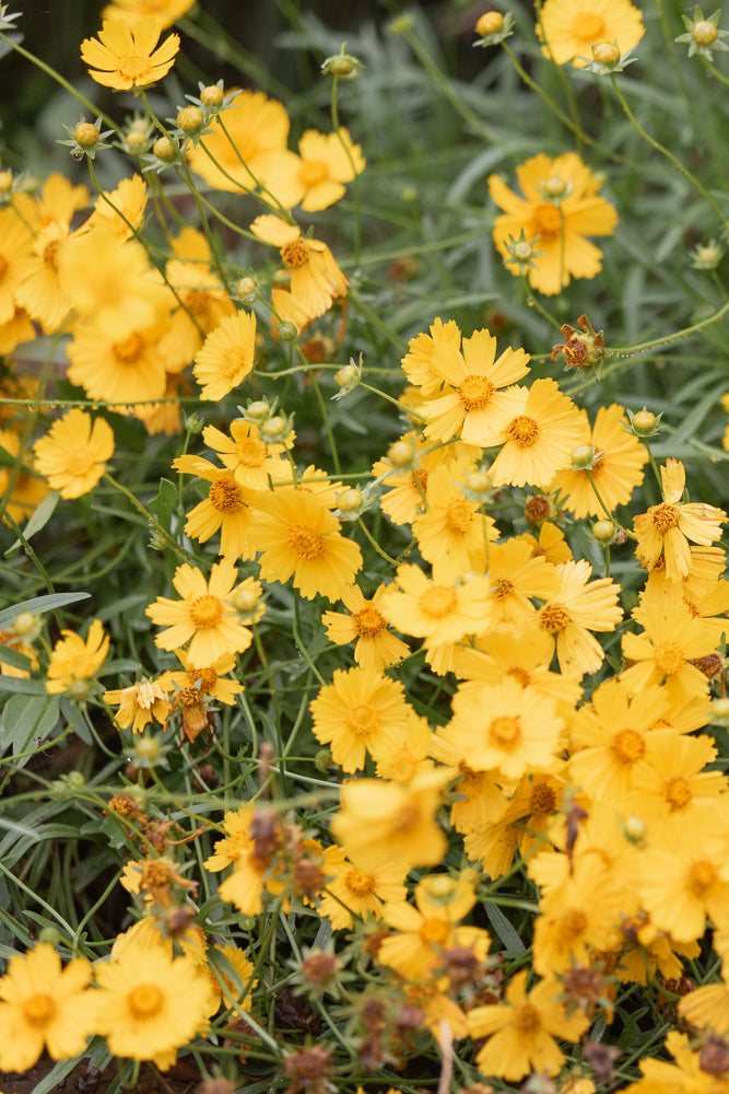A close-up view of a cluster of bright yellow Coreopsis flowers, also known as tickseed, with delicate petals and prominent centers. Some flowers are in full bloom, while others are still buds, and a few have begun to fade. The background is a soft blur of green foliage and stems, creating a natural, garden setting.