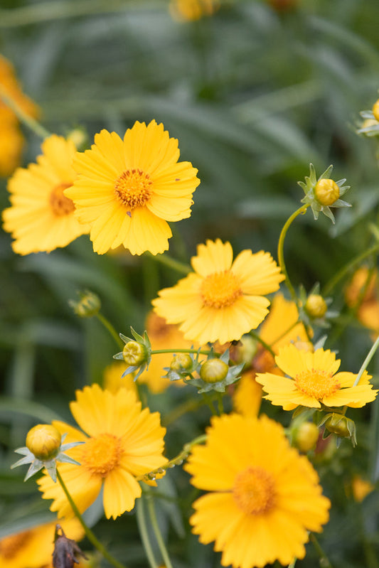 A cluster of bright yellow Coreopsis flowers with delicate petals and orange-brown centers. Some flowers are in full bloom, while others are still buds, with a few water droplets visible on the stems.
