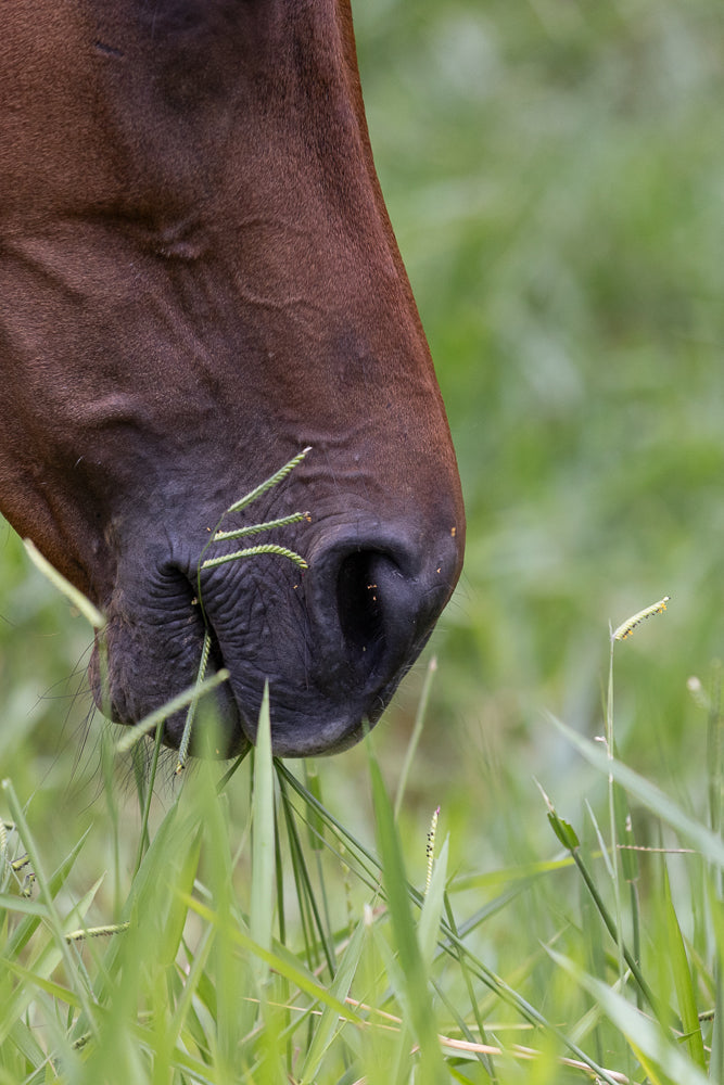 A close-up shot of a brown horse's muzzle as it grazes in lush green grass. The horse's nostrils are visible, and blades of grass are caught around its mouth.