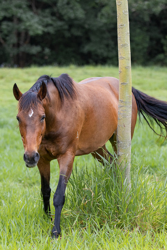 A brown horse with a white blaze on its forehead stands in a grassy field next to a thin tree trunk. The horse is looking towards the camera.