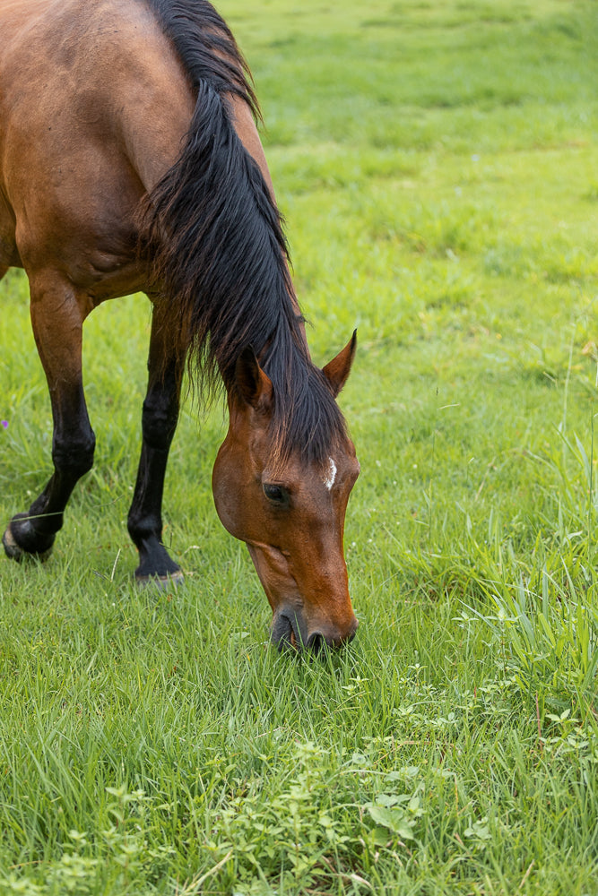 A brown horse with a black mane grazes in a lush green field. The horse is facing down, eating grass, with its head lowered. The background is a soft blur of green grass.