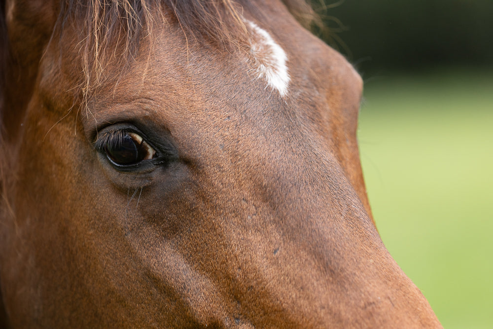 Close-up of a brown horse's eye and face. A white blaze mark is visible on its forehead. The background is a soft green blur.