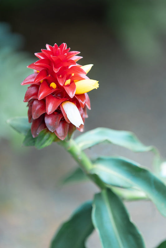 A close-up of a red ginger flower with yellow and white accents, set against a blurred green and gray background. The flower has layered petals and a central stalk.