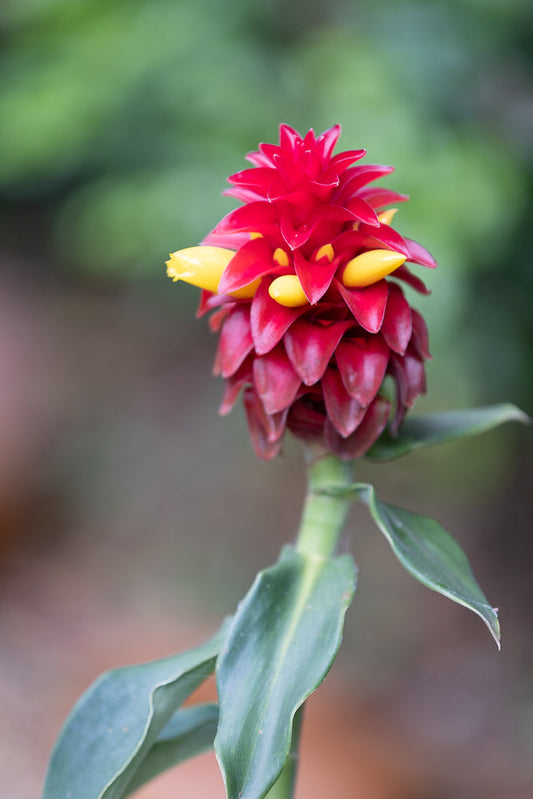 A close-up of a red ginger flower with bright yellow buds emerging from the center. The flower is on a green stem with large green leaves, set against a soft, blurred green background.