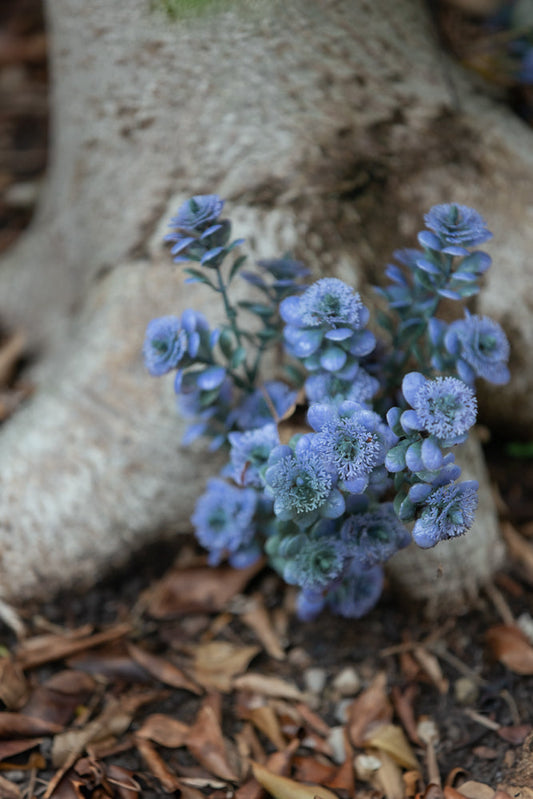 A cluster of small, delicate blue flowers with intricate petal details grows near the base of a large, textured tree trunk. The ground around the plant is covered with fallen brown leaves.