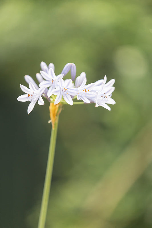 A cluster of delicate, star-shaped white flowers with thin blue stripes and yellow stamens, on a thin green stem against a soft green, blurred background.