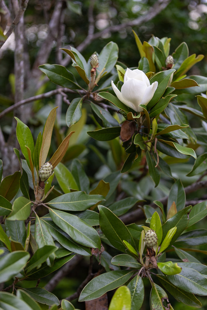 A single white magnolia flower blooms on a branch surrounded by glossy green leaves and developing seed pods.