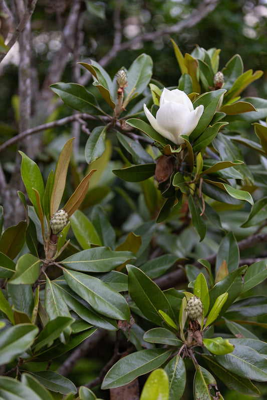 A single white magnolia flower blooms on a branch surrounded by glossy green leaves and developing seed pods.