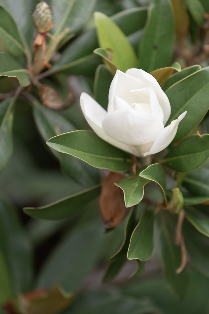 A close-up of a white magnolia flower with large green leaves. The flower is partially open, revealing its delicate petals. A fuzzy brown bud is visible in the upper left corner.