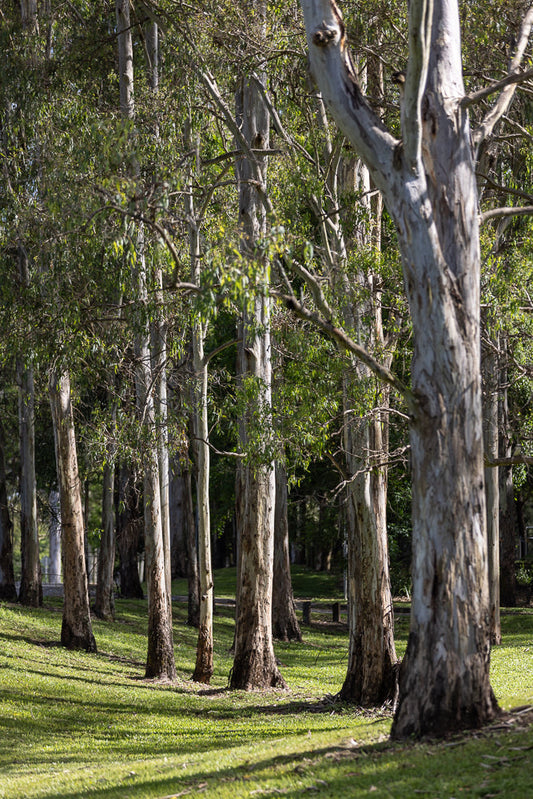 A grove of tall eucalyptus trees with light gray, peeling bark stands on a grassy slope. Sunlight filters through the leaves, casting dappled shadows on the green grass.