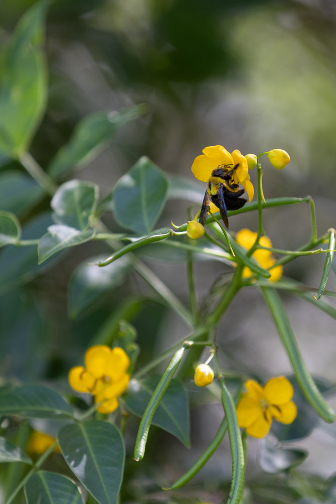 A large carpenter bee with black and yellow markings is pollinating a bright yellow flower. The bee is partially hidden within the petals, with its head deep inside the bloom. The flower is part of a plant with green leaves and long, thin seed pods.
