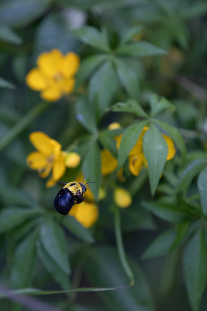 A carpenter bee with a black and yellow body is shown in flight near yellow flowers and green leaves.