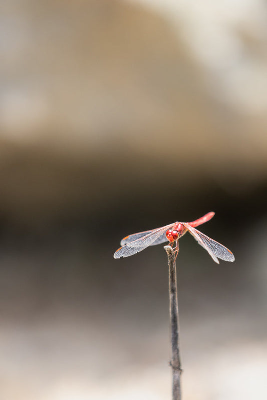 A red dragonfly sits on read withblurred brown and beige background