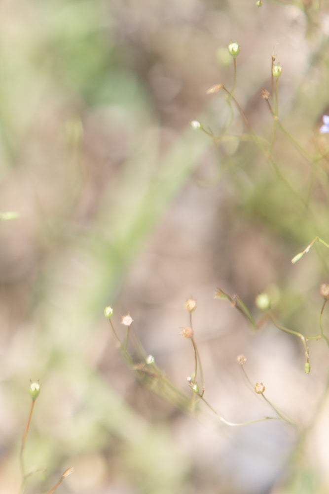 A soft focus, close-up shot of delicate, pale green flower buds on thin stems against a blurred background of greens and browns.