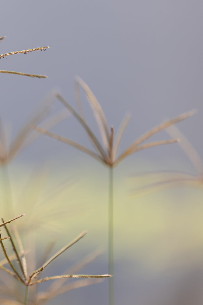 Close-up of delicate grass seed heads with a soft, blurred background of pale yellow and grey.