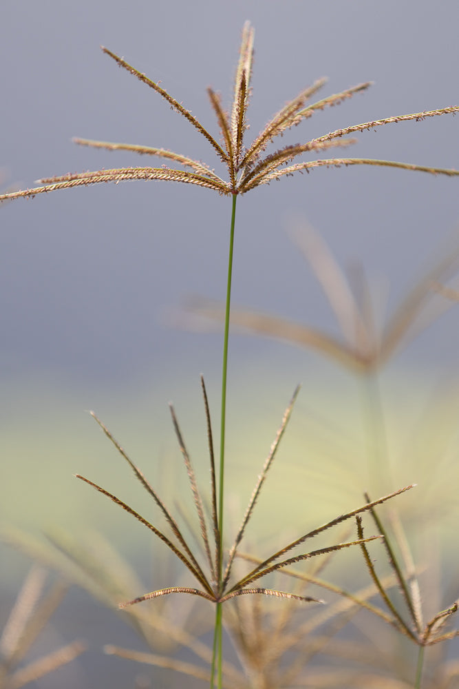 Close-up of delicate grass seed heads with a soft, blurred background of pale yellow and grey.