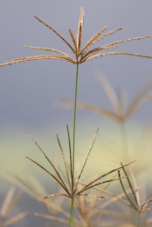 Close-up of delicate grass seed heads with a soft, blurred background of pale yellow and grey.