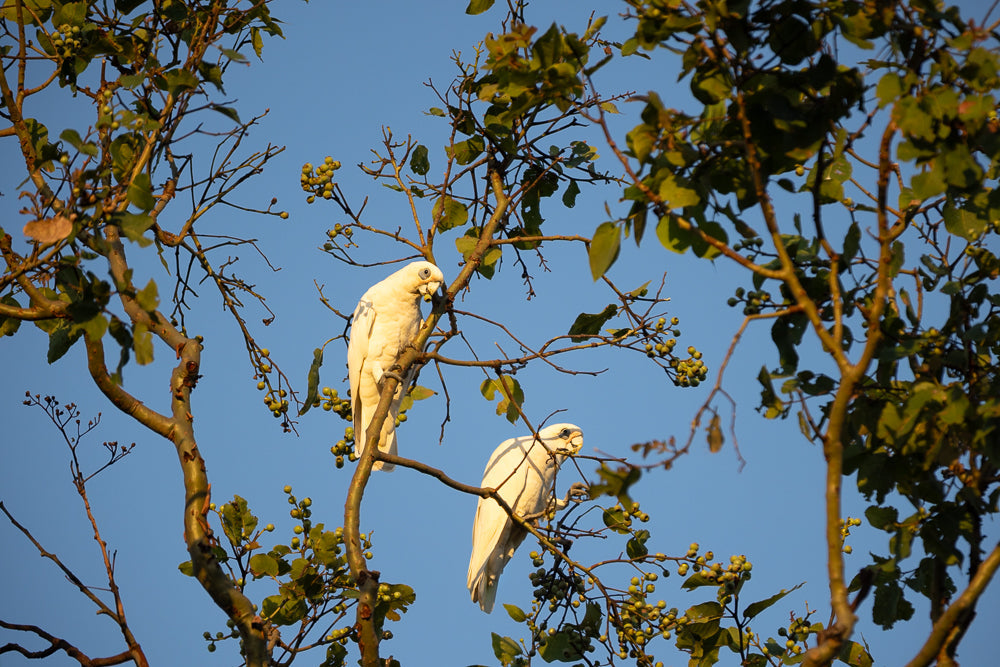 Two white little corella cockatoos perched on branches of a tree with green berries against a clear blue sky. The cockatoos are facing each other, with one bird looking towards the viewer.