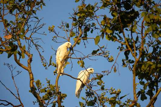 Two white little corella cockatoos perched on branches of a tree with green berries against a clear blue sky. The cockatoos are facing each other, with one bird looking towards the viewer.