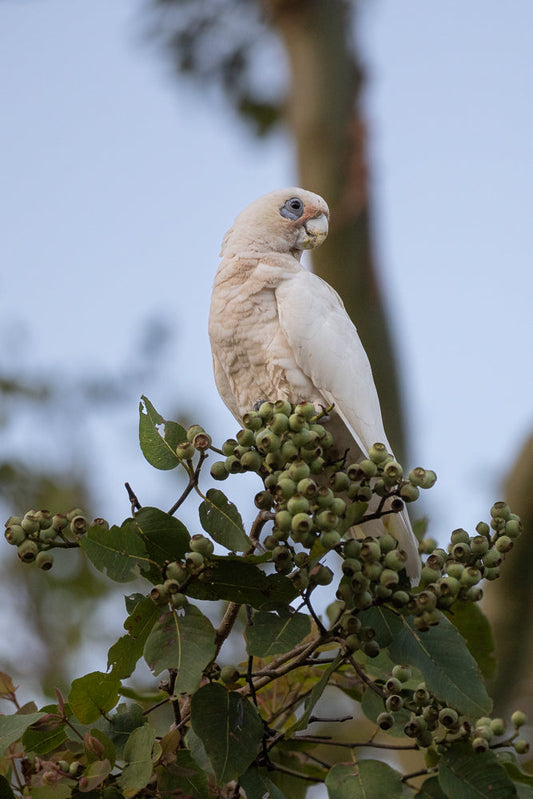 A pale white cockatoo with a blue eye patch sits on a branch laden with green berries. The bird is facing to the right, with its head turned slightly towards the viewer.