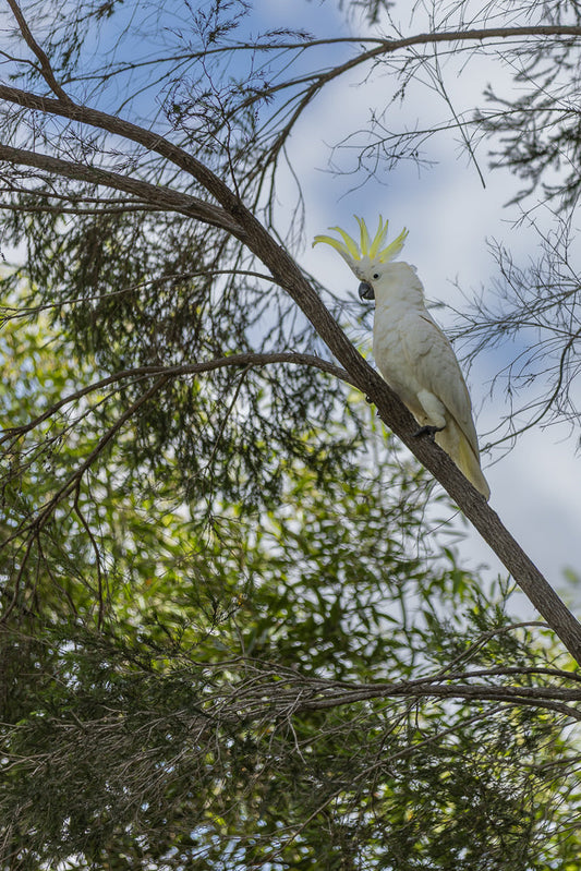 A white cockatoo with a yellow crest sits on a tree branch against a blue sky with clouds. The bird is looking to the left, with its head slightly tilted. The branch is rough and brown, and the background is filled with green foliage and sky.