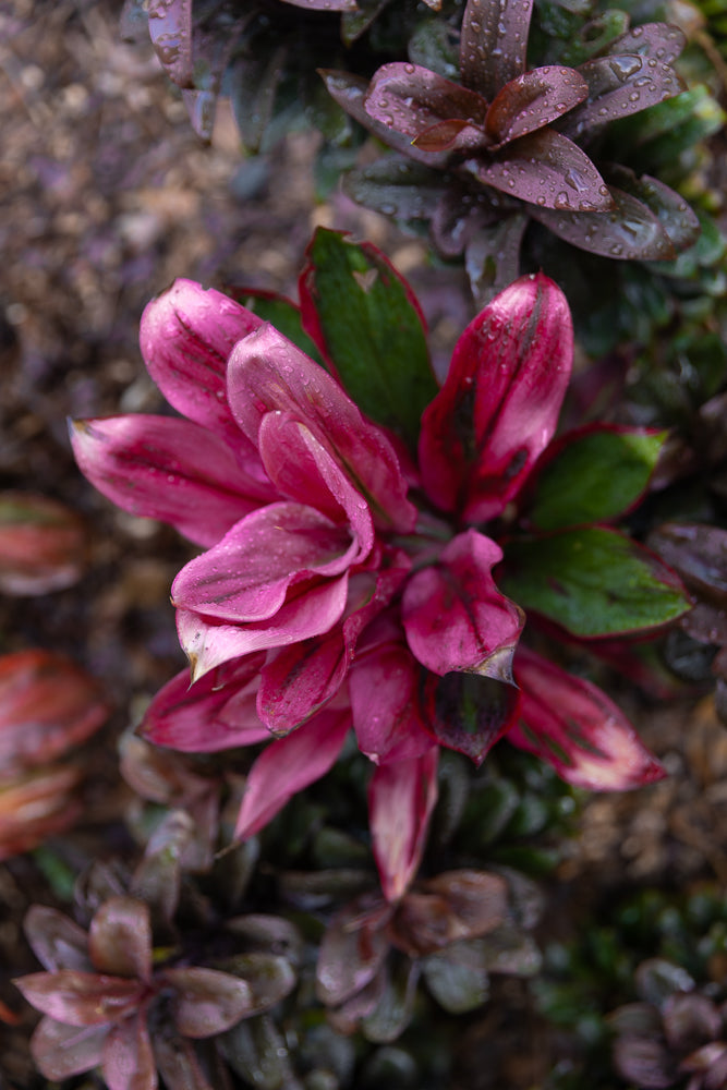 A close-up, top-down view of a pink Cordyline plant with water droplets on its leaves. The plant is surrounded by darker green and purple foliage.
