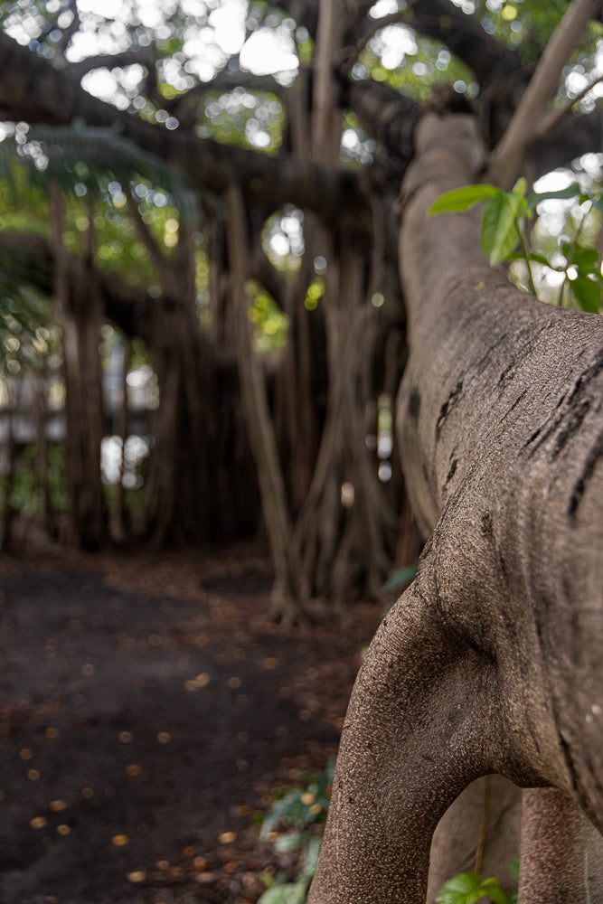 A close-up, low-angle shot of a large, textured tree trunk in the foreground, with a blurred background of a banyan tree with hanging aerial roots and dappled sunlight filtering through the leaves.