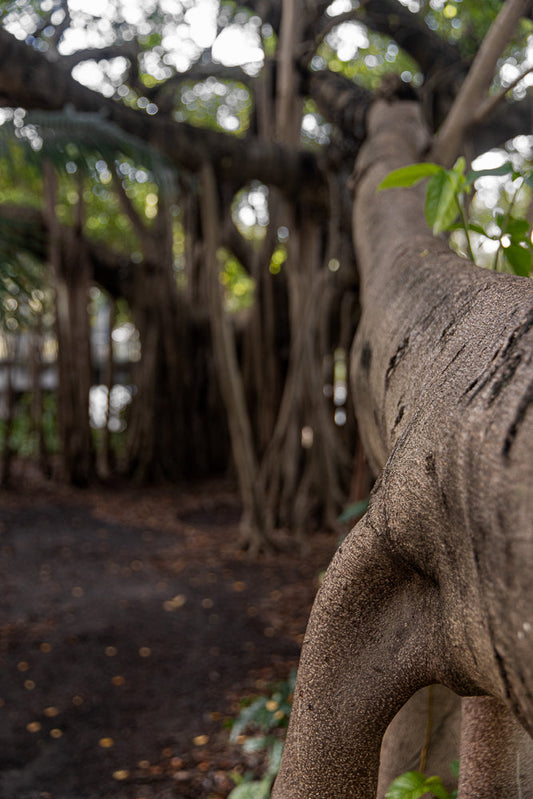 A close-up, low-angle shot of a large, textured tree trunk in the foreground, with a blurred background of a banyan tree with hanging aerial roots and dappled sunlight filtering through the leaves.