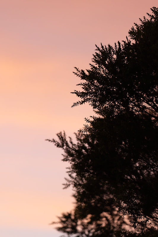 Silhouette of dark green foliage against a soft pink and orange gradient sky at sunset or sunrise.