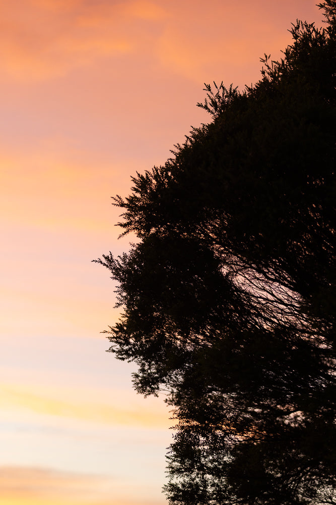 A silhouette of a tree with delicate branches against a soft peach and pink sunset sky.