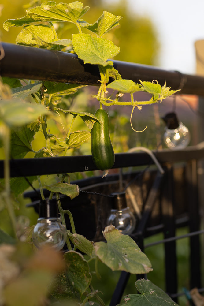 A single cucumber hangs from a vine on a balcony garden, with string lights visible in the background.