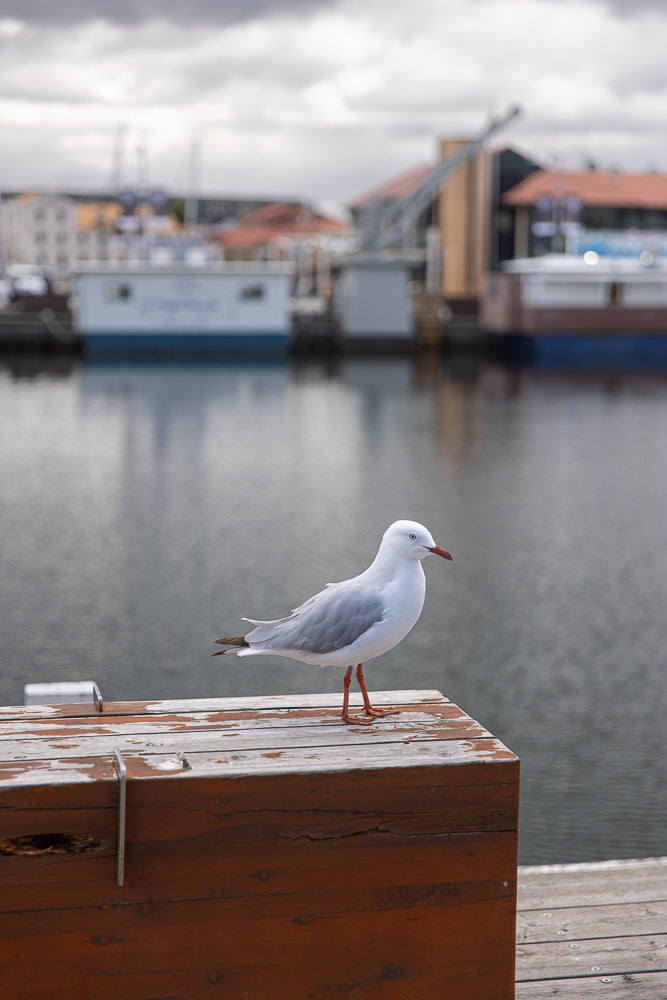 A white seagull with grey wings and orange legs stands on a weathered wooden surface. The bird is facing right, with its beak slightly open. In the background, a calm body of water reflects the overcast sky and a few boats docked along the shore.