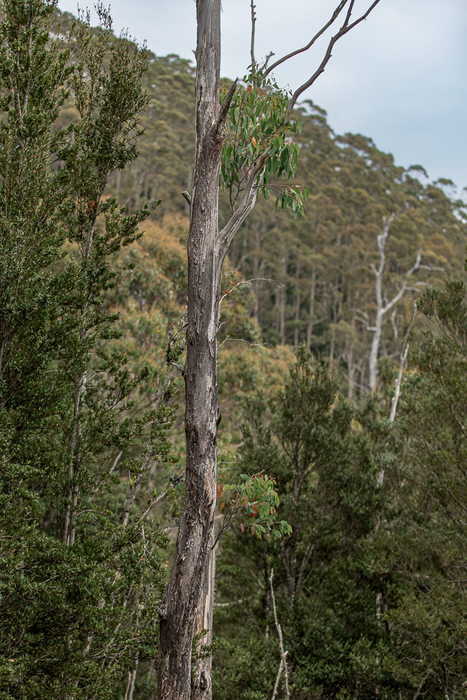 A close-up of a dead eucalyptus tree trunk with peeling bark, set against a backdrop of a lush, green forest on a cloudy day. Some new green leaves sprout from the upper branches of the dead tree.