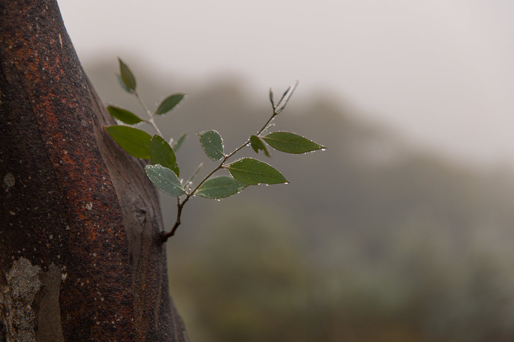 A close-up shot of a small branch with green leaves, covered in water droplets, emerging from the rough, textured bark of a larger tree trunk. The background is softly blurred, suggesting a misty or overcast day in a natural environment.