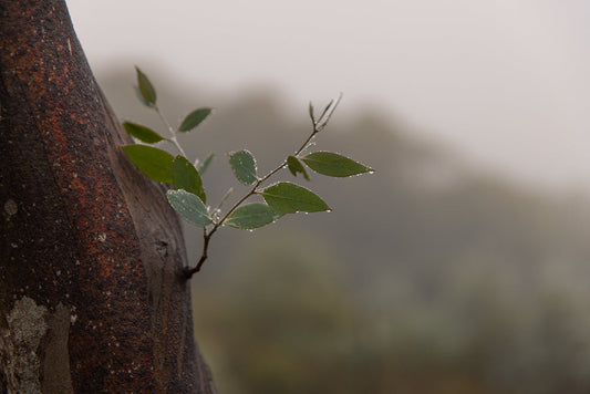 A close-up shot of a small branch with green leaves, covered in water droplets, emerging from the rough, textured bark of a larger tree trunk. The background is softly blurred, suggesting a misty or overcast day in a natural environment.