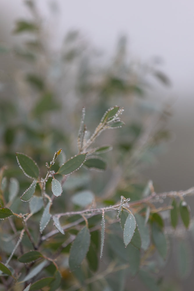 Close-up of eucalyptus leaves covered in tiny water droplets, with a soft, blurred background.