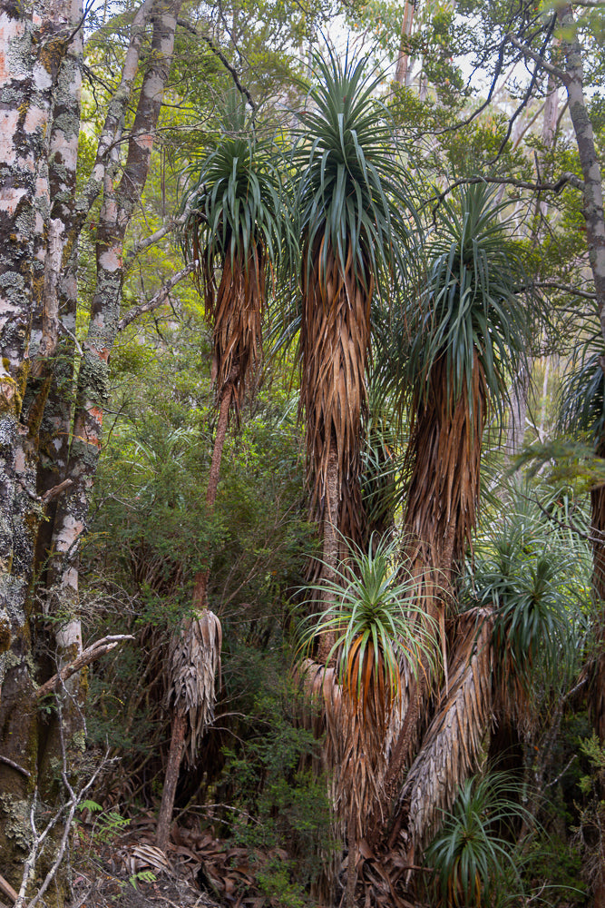 A cluster of cabbage trees with their distinctive shaggy brown trunks and spiky green leaves stand in a forest setting. The trees are surrounded by other foliage and trees with lichen-covered bark.