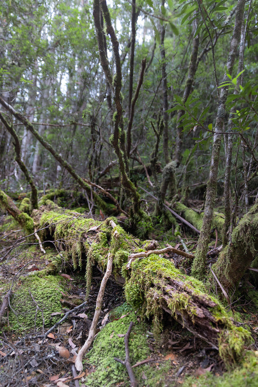 A fallen log covered in vibrant green moss lies on the forest floor, surrounded by trees and undergrowth. The scene is lush and damp, with dappled light filtering through the canopy.